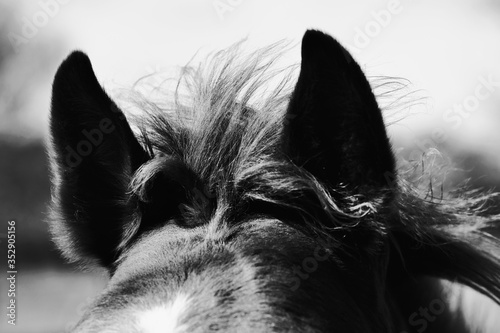 Cute fuzzy forelock hair of foal horse mane closeup in black and white on windy day. photo