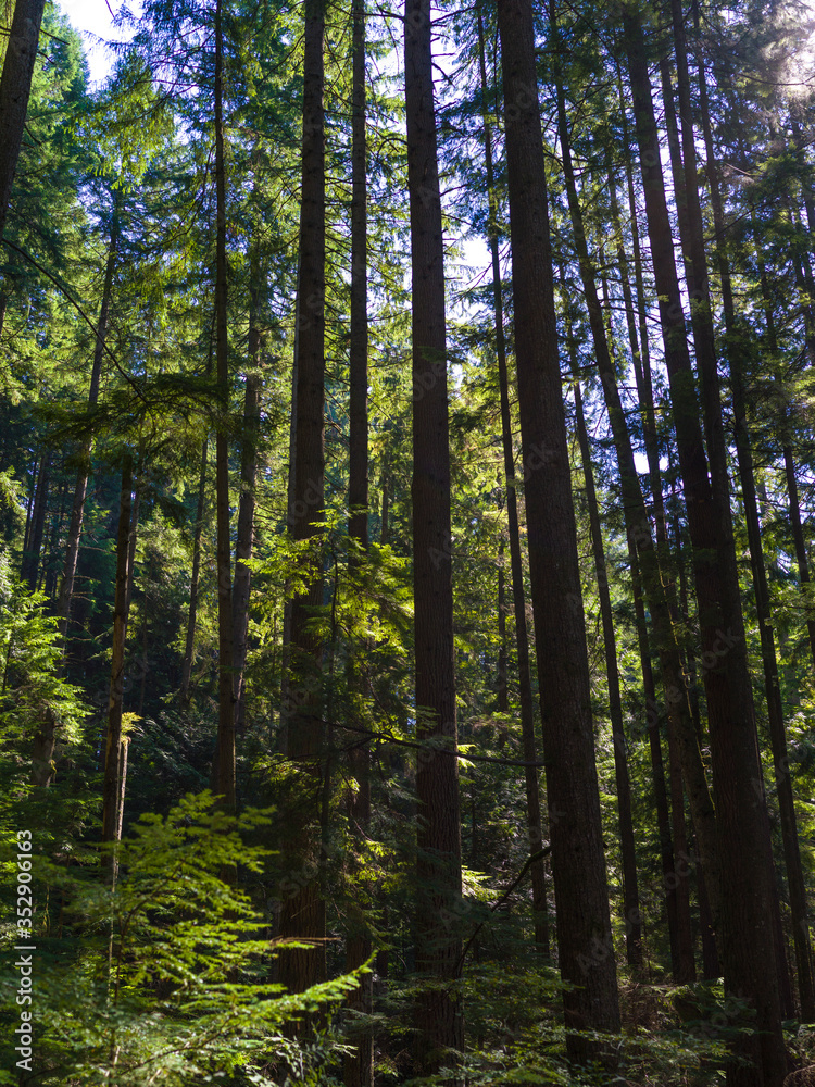 Obraz premium Trees in a forest, Lynn Canyon Park, North Vancouver, Vancouver, Lower Mainland, British Columbia, Canada