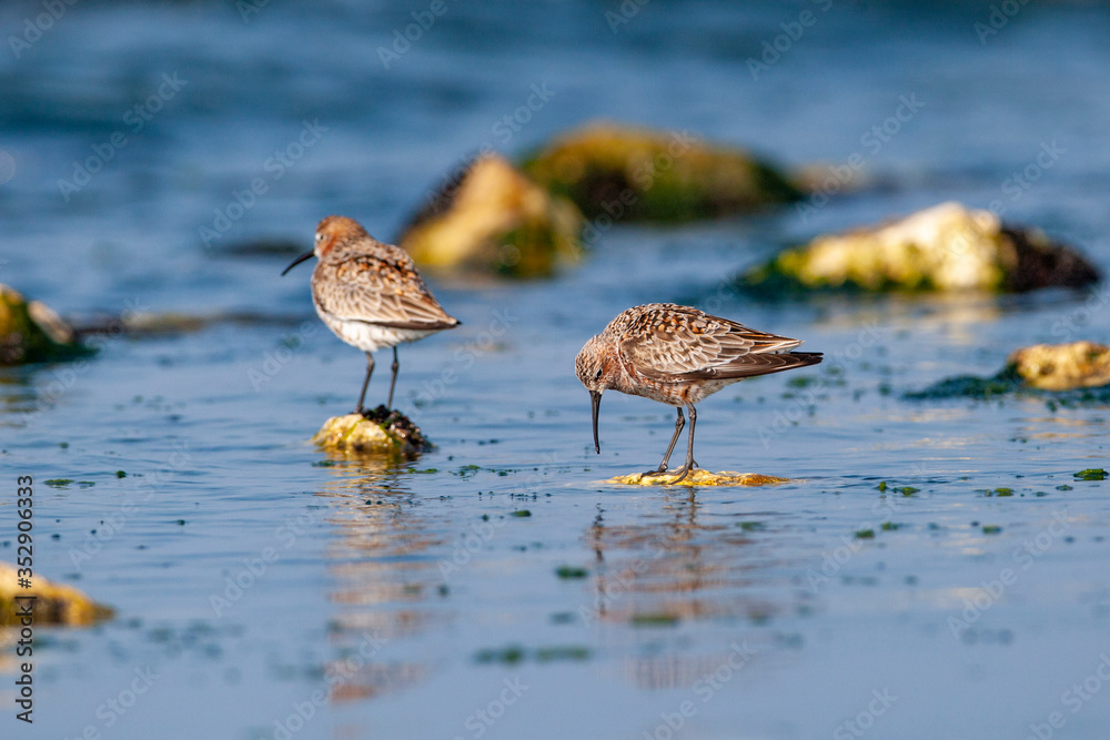 Curlew Sandpiper (Calidris ferruginea) bird in the natural habitat. Curlew Sandpiper (Calidris ferruginea) bird in the natural habitat.
