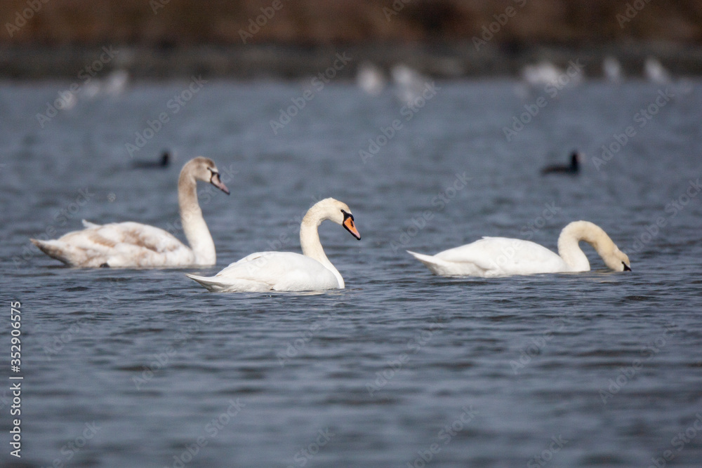Mute Swan » Cygnus olor