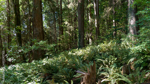 Trees in a forest, Baden-Powell Trail, Deep Cove, North Vancouver, Vancouver, Lower Mainland, British Columbia, Canada