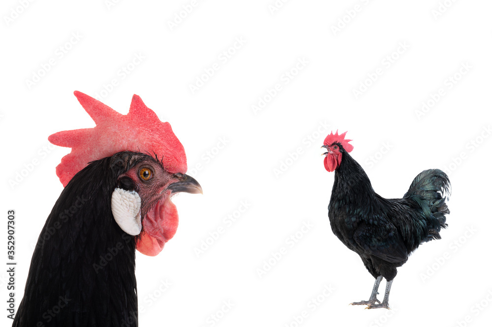 Portrait of a chicken and a rooster isolated on white
