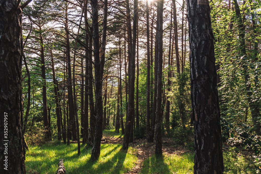 Fototapeta premium A picturesque view of a hiking path in a forest in the Alps mountains illuminated by warm evening sunlight (Puget-Theniers, Alpes-Maritimes, France)