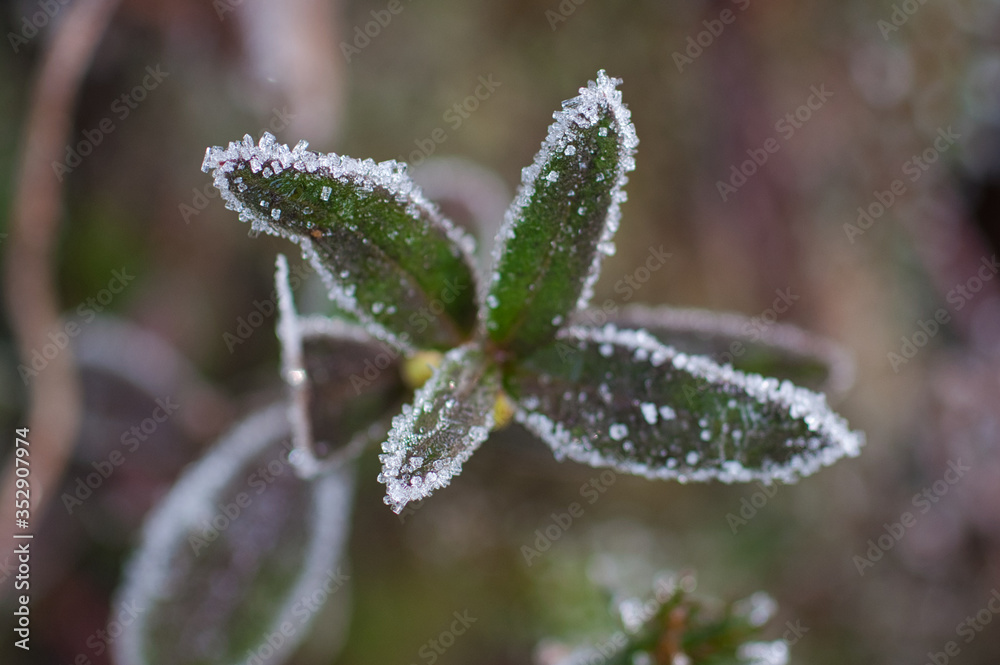 eiskristalle am rand der grünen blätter eines strauches sehen im close up wie zucker aus, ice crystals at the edge of a green leaf look like sugar crystal in close up eiskristalle am rand der grünen blätter eines strauches sehen im close up wie zucker aus, ice crystals at the edge of a green leaf look like sugar crystal in close up