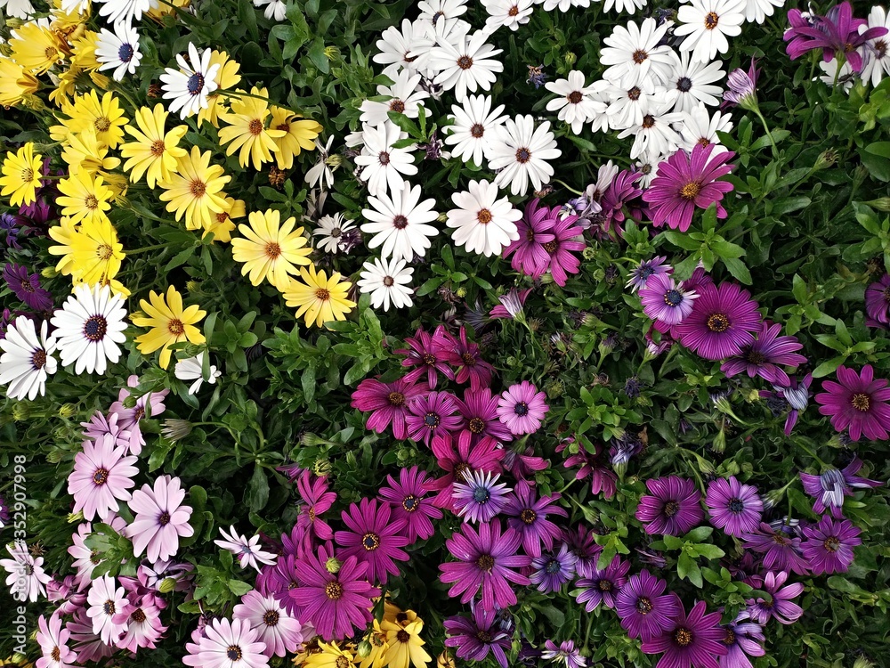 Fototapeta premium Flores