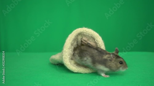 hamster on a green screen
