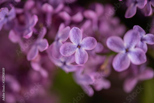 close up of lilac flowers filled frame detail  © Lumistudio