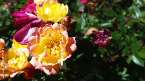 yellow and pink roses