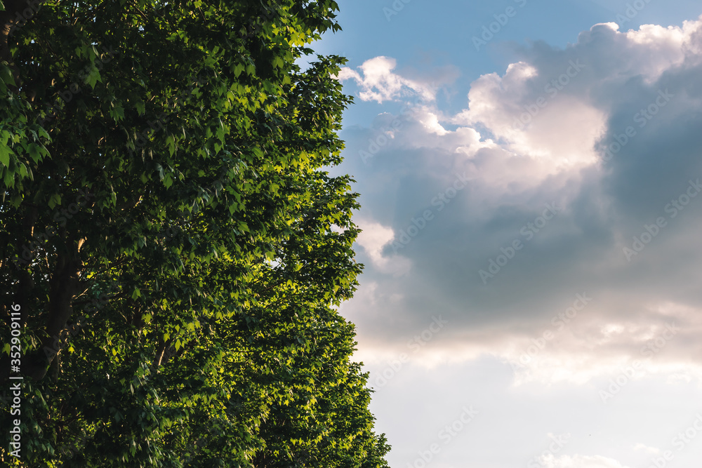 A picturesque view of trees with green leaves illuminated by warm sunlight during sunset (Puget-Theniers, Alpes-Maritimes, Provence, France) A picturesque view of trees with green leaves illuminated by warm sunlight during sunset (Puget-Theniers, Alpes-Maritimes, Provence, France)