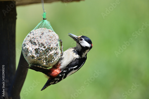 Feeding a large woodpecker that holds tallow balls and feeds on sunflower seeds  © Pavol Klimek