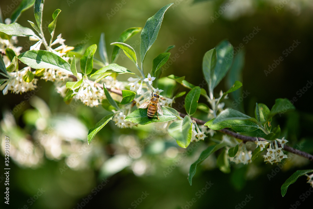 Directly above view of honeybee pollinating a white lilac bush Directly above view of honeybee pollinating a white lilac bush