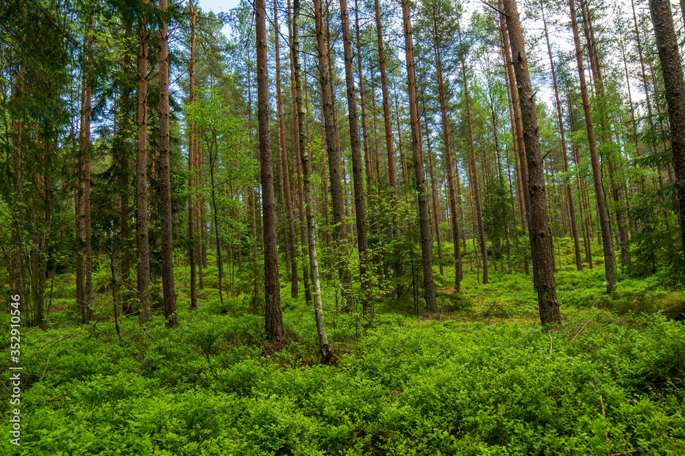 forest in spring