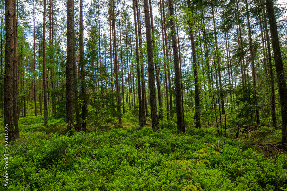 forest in spring forest in spring