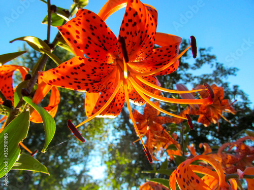 Orange lily flowers on blue sky background. Bright spotty tiger lily blooms and is lit by natural sunlight.