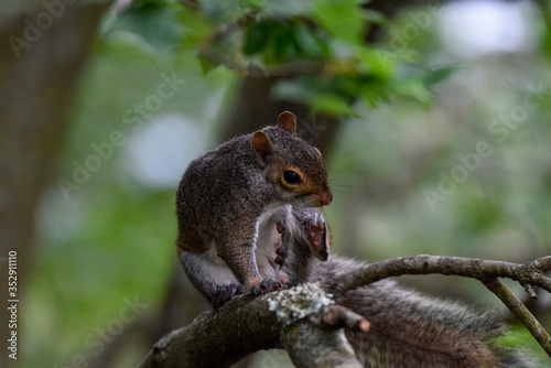 Eastern gray squirrel scratching