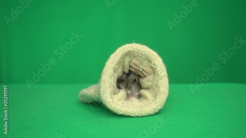hamster on a green screen