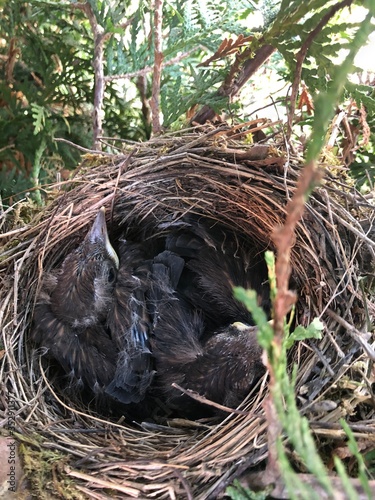 Amsel Vogelnest photo