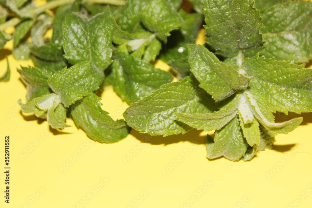 Mint sprigs on yellow background with copyspace. Bunch of Fresh Organic Mint on Yellow Background. Minimalist Image with Copy Space for Blogs Banner Poster Template. Gardening Healthy Plant Based Diet