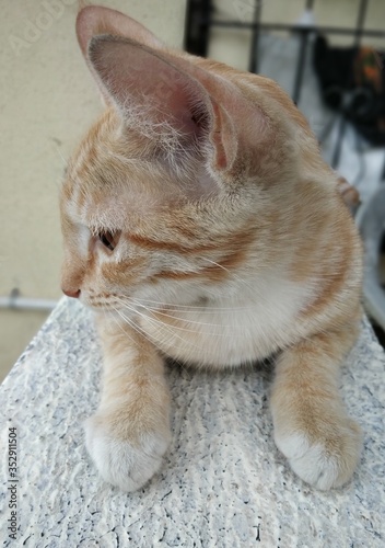 cat in balcony 
quarantine still poses