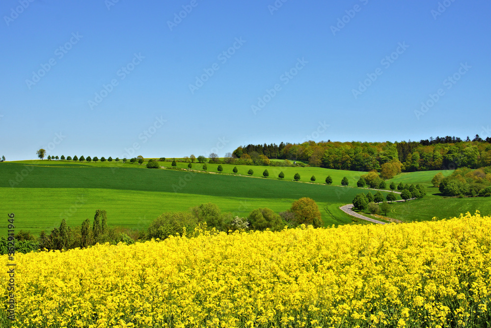 Frühlingslandschaft mit Lindenallee im Hunsrück bei Lötzbeuren 
