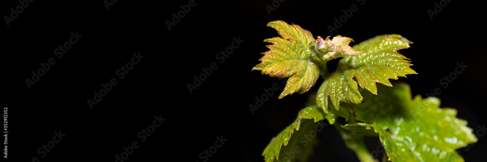 Fototapeta premium Young, green shoots on a grape Bush. Wine-making. Viticulture-vine flowers on a black background. Technology of wine production. Wine production in Moldova. Place for the label.