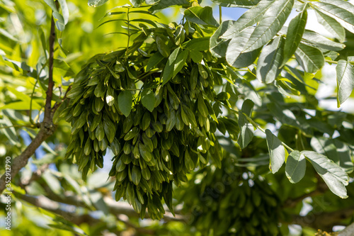 The immature fruit and leaves of the Common Ash (Fraxinus excelsior) or European Ash tree