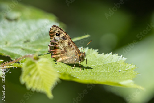 Speckled Wood Butterfly (Pararge aegeria) sitting on a leaf in the spring sunshine © philipbird123
