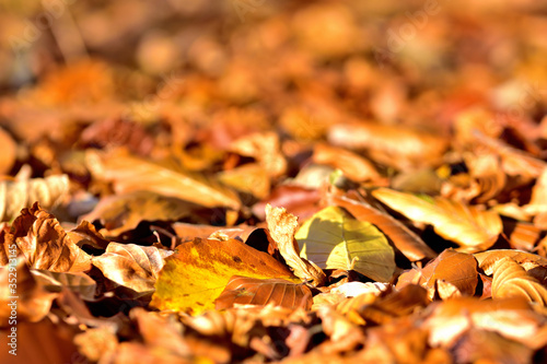 Background of golden autumn fallen leaves on ground.