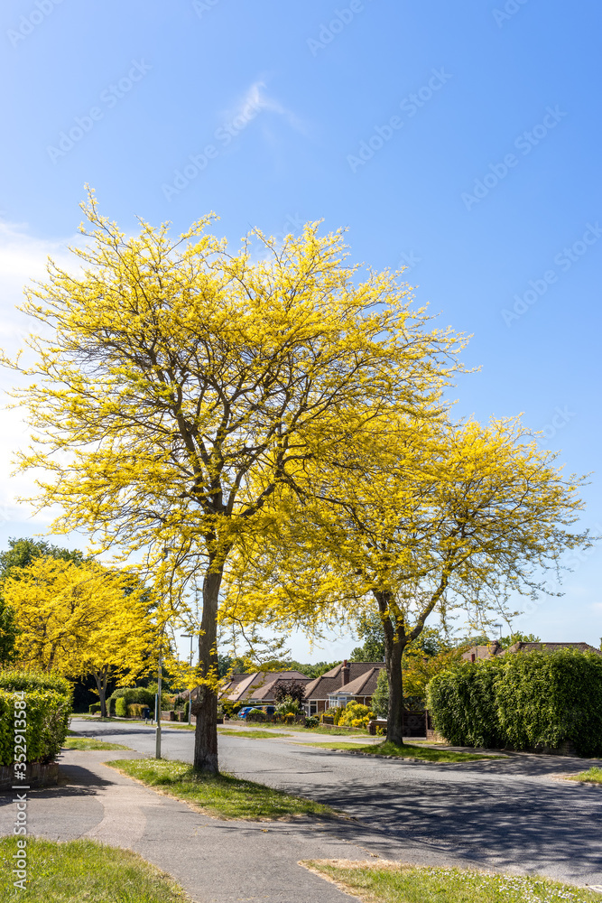 Honey Locust tree (Gleditsia Triacanthos 'Sunburst') yellow leaves in springtime