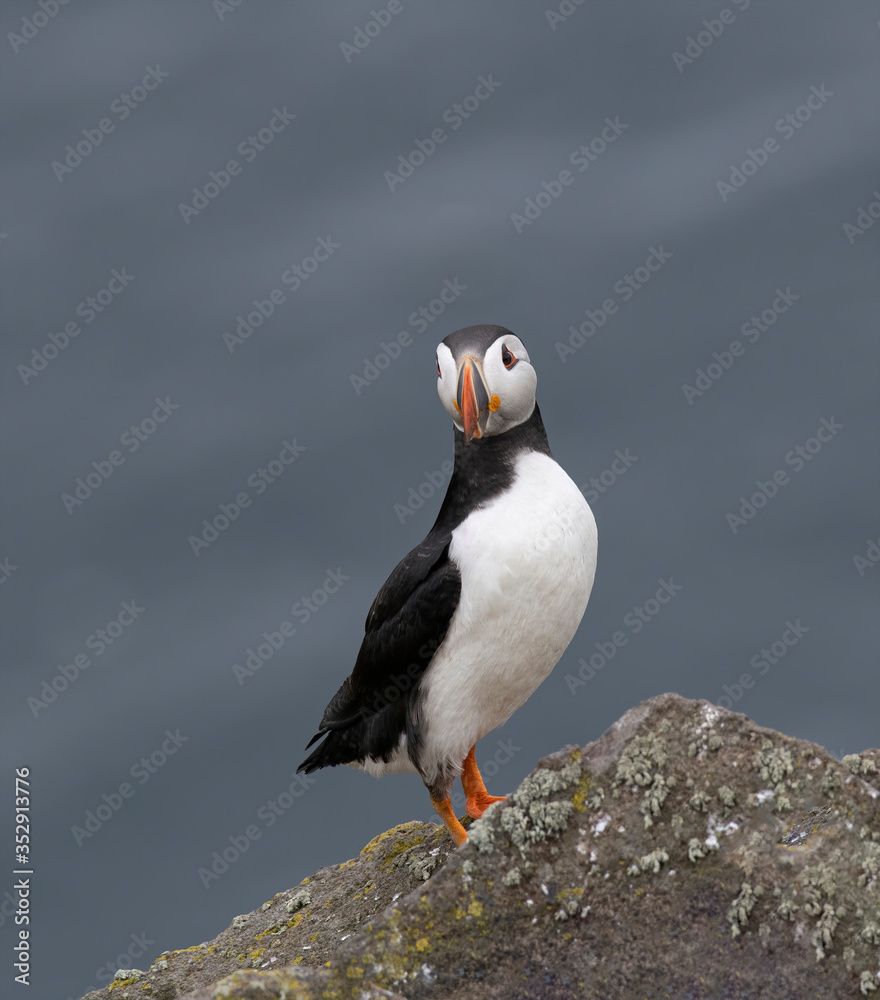 Fototapeta premium Close up of Atlantic Puffin (Fratercula arctica) Wildlife animal