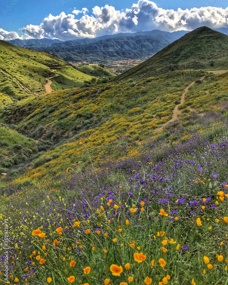 Walker Canyon in the spring wildflowers