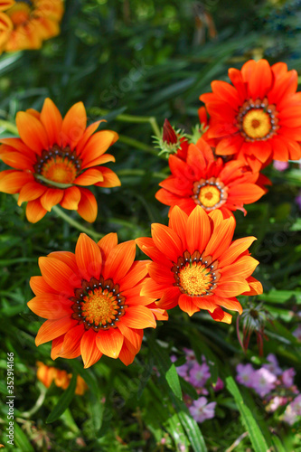 Red and orange flowers