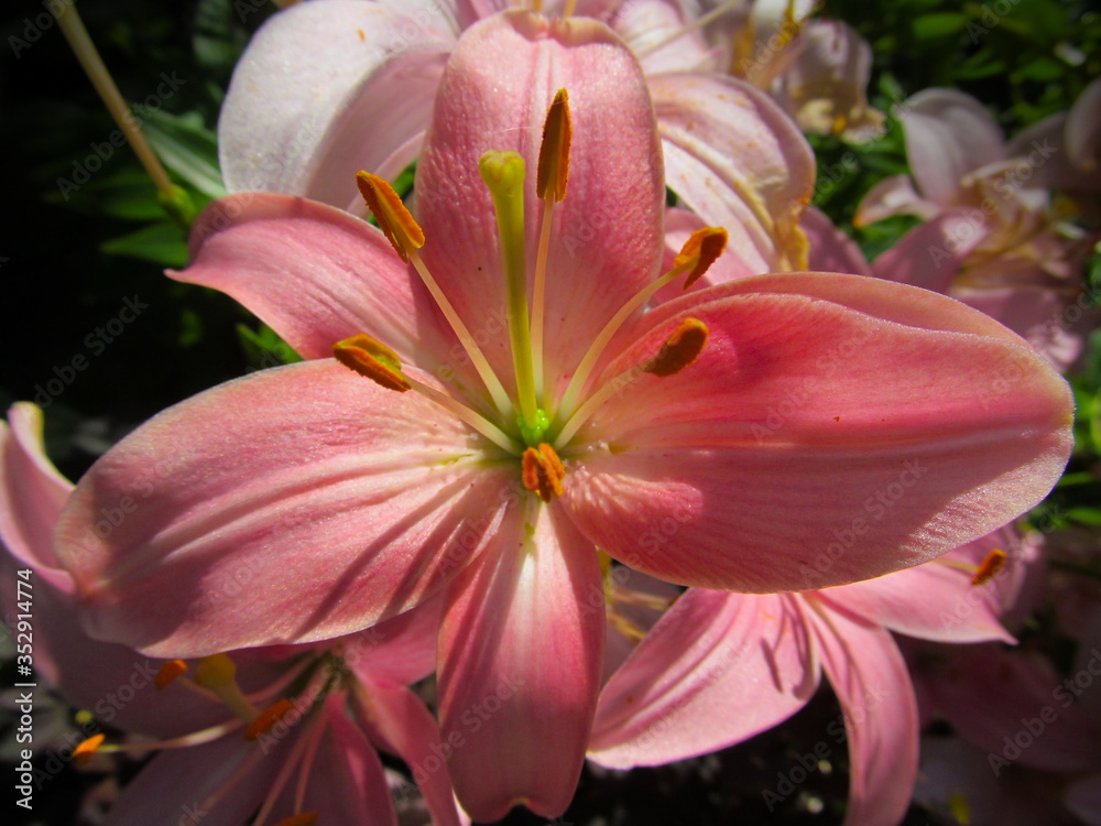 Pink lily flowers. Close-up view on the beautiful Tiger lily blooms. Pink lily flowers. Close-up view on the beautiful Tiger lily blooms.