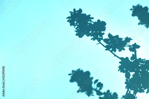 Tree branches and flowering plants and shadows on a blue wall background. Flat lay. Minimal concept of abstract natural summer texture