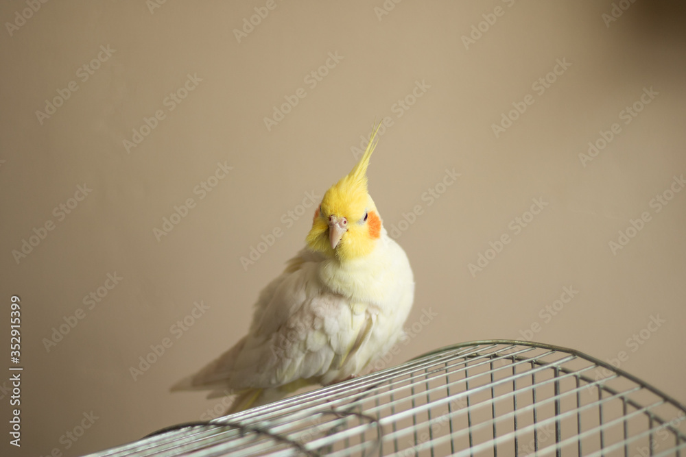 Parrot-Cockatiel (Nymphicus hollandicus) is a bird from Australia ...