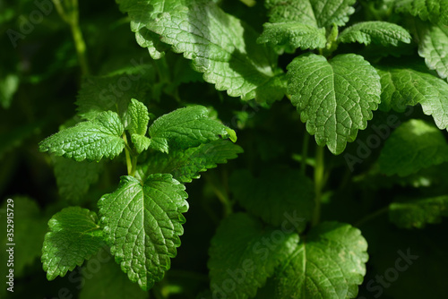 Fresh mint in a pot stands side by side against a green background