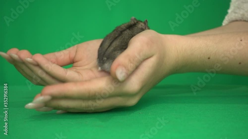 hamster and human palms on a green screen