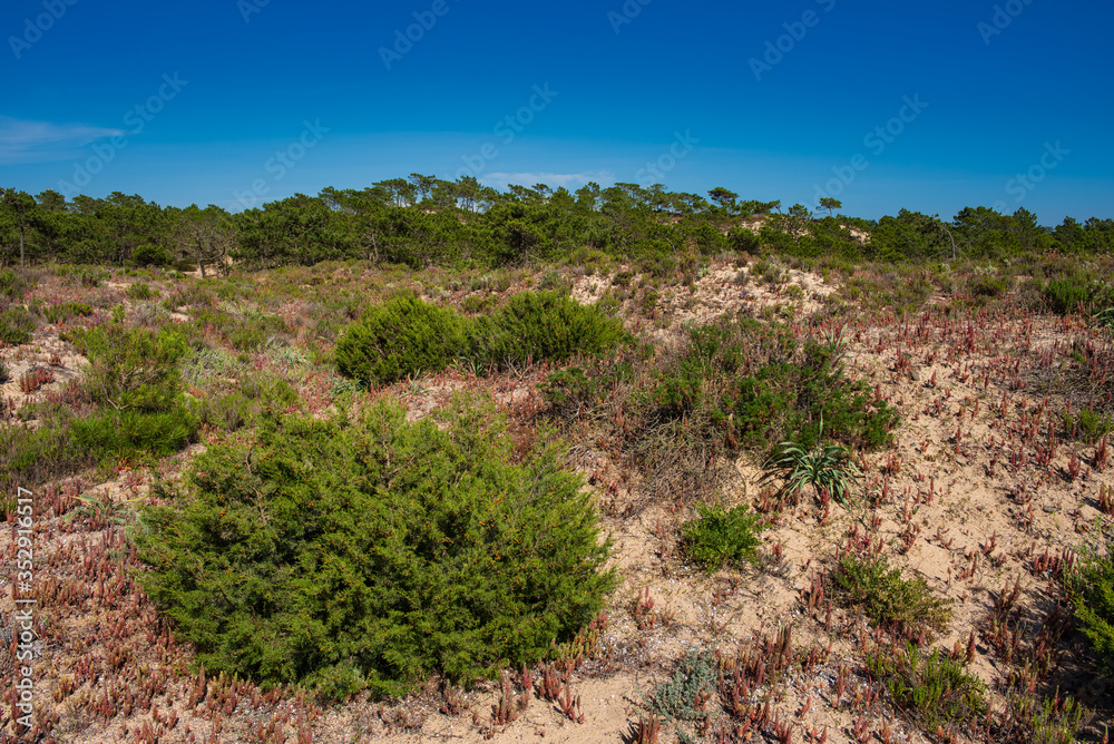 Tipical Coastal vegetation