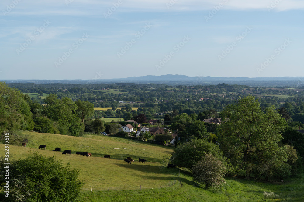 English countryside scene with cows and the Malvern Hills background