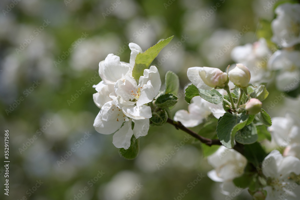 Delicate white buds on a thin branch of an apple tree Delicate white buds on a thin branch of an apple tree