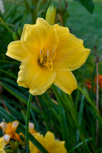 daffodils bathed in spring dew