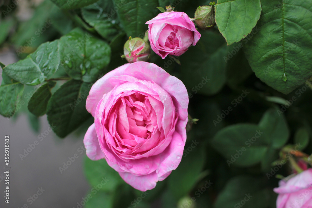 Pink tea rose flower with raindrops on petals in the garden. Close-up
Pink tea rose flower with raindrops on petals in the garden. Close-up