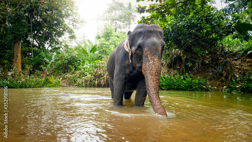 Adult indian elephant drinking water from small river in tropical jungle forest © Кирилл Рыжов