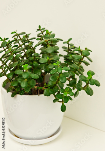 Crassula ovata or jade plant, lucky plant in a pot against white