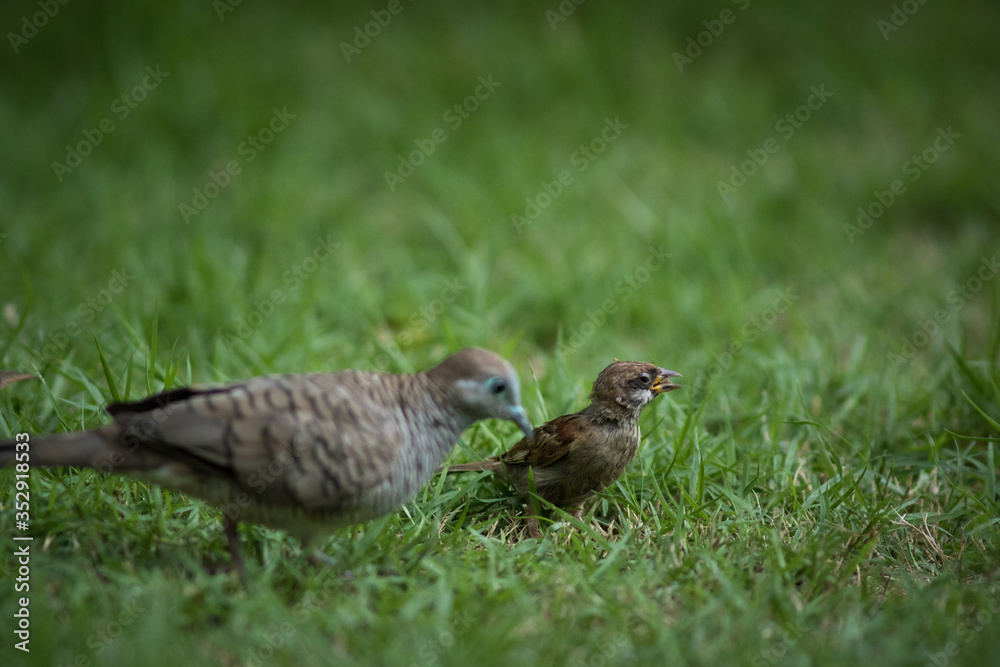 The Eurasian Tree Sparrow The Eurasian Tree Sparrow