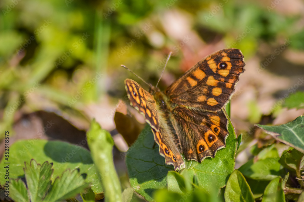 Speckled wood butterfly on the grass
(Pararge aegeria) macro Speckled wood butterfly on the grass
(Pararge aegeria) macro