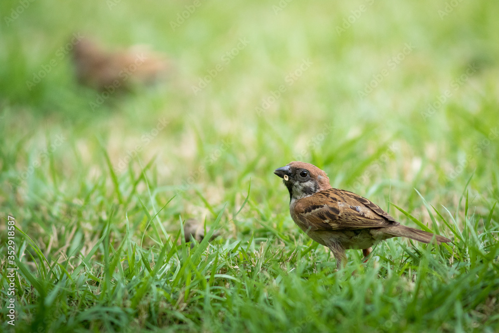 The Eurasian Tree Sparrow The Eurasian Tree Sparrow