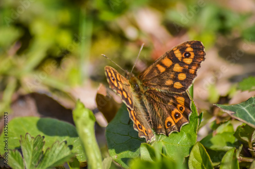 Speckled wood butterfly on the grass (Pararge aegeria) macro © sebastianosecondi