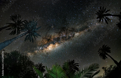 Looking up at the Milky Way galaxy through a group of Chilean palm trees in Central Chile. 