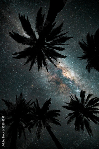 Looking up at the Milky Way galaxy through a group of Chilean palm trees in Central Chile. 